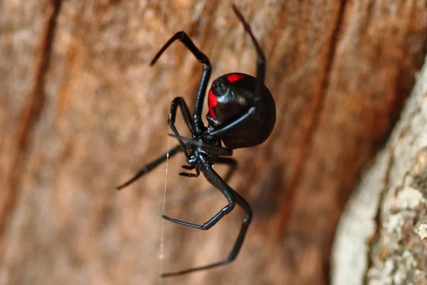 Black Widow Spider (Lactrodectus menavodi)