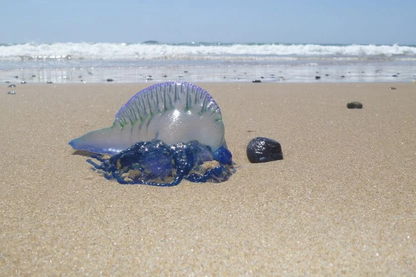 Blue Bottle Jellyfish (Physalia physalis) Washed Up at NSW Beach Australia