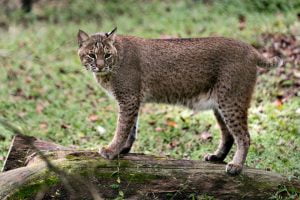 12 Most Dangerous Animals In Lake Tahoe (Some Deadly!)