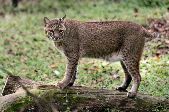 Bobcat (Lynx rufus) Standing on Log in the Wild
