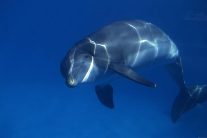 Bottlenose Dolphin Underwater