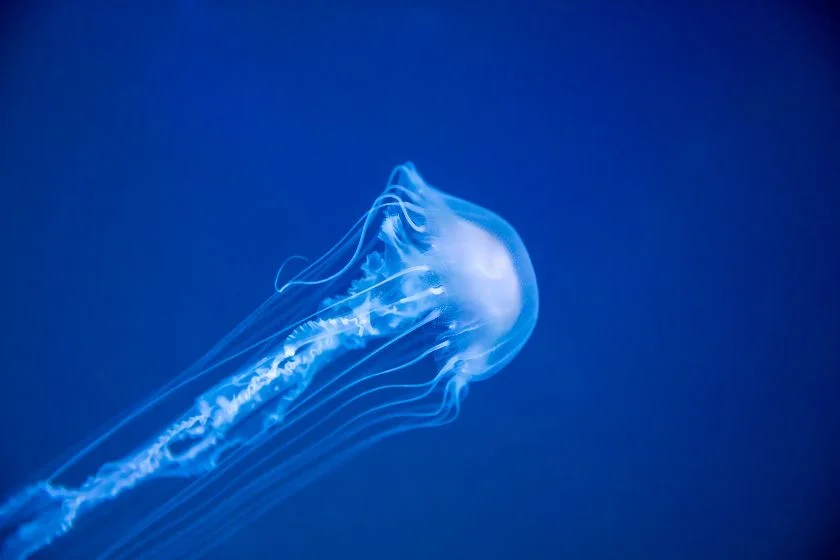 Box Jellyfish (Chironex fleckeri)