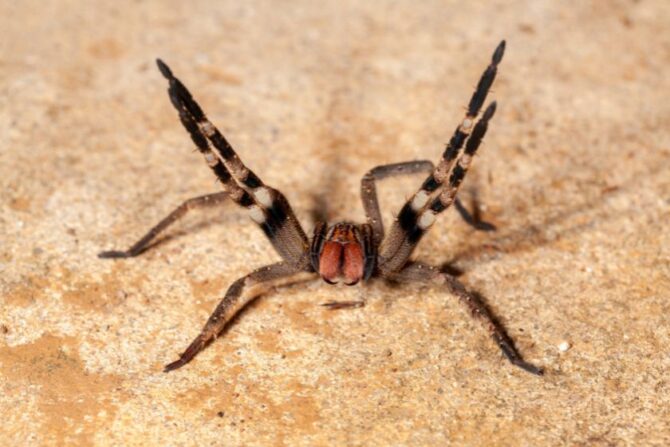Brazilian Wandering Spider (Phoneutria)