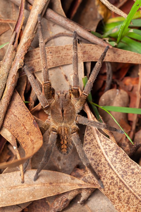 Brazilian Wandering Spider (Phoneutria)