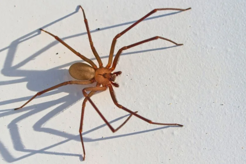 Brown Recluse Spider Macro View