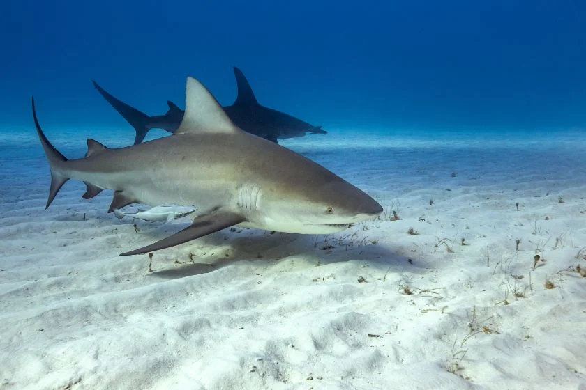 Bull Shark (Carcharhinus leucas) Swimming Underwater