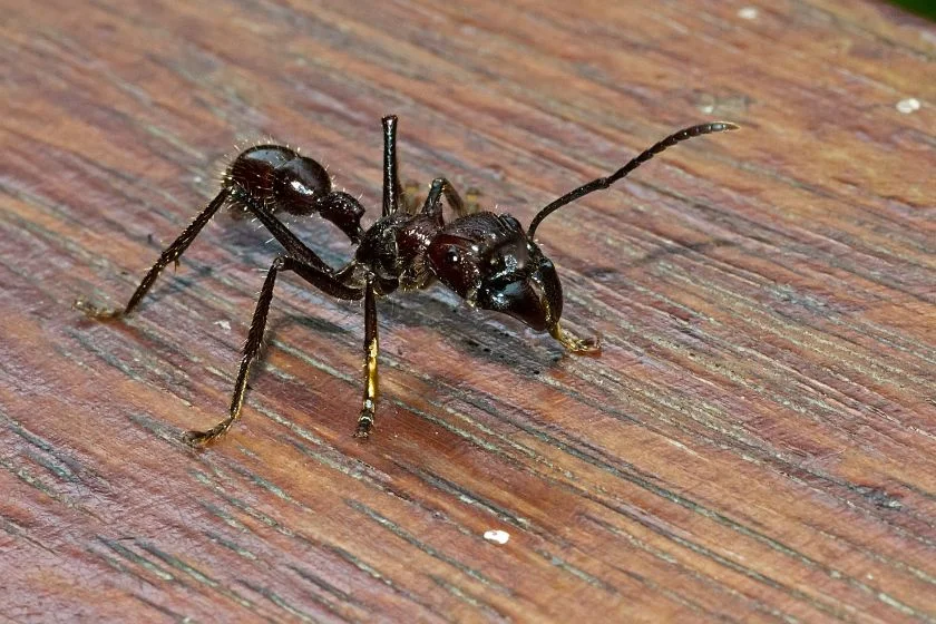 Bullet Ant (Paraponera clavata)