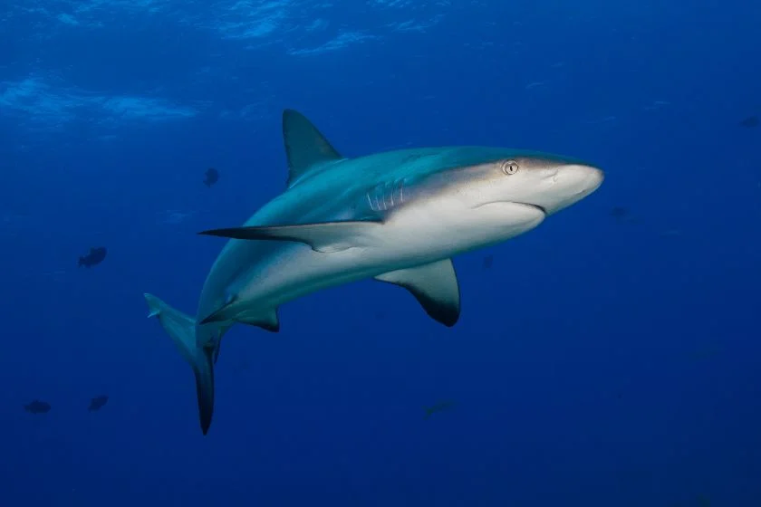Caribbean Reef Shark (Carcharhinus perezii) Swimming Underwater