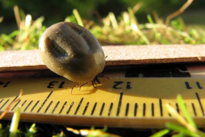 Castor Bean Tick (Ixodes ricinus )