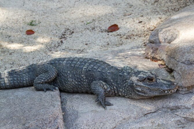 Chinese Alligator (Alligator sinensis)