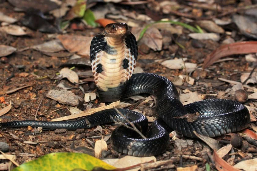 Chinese Cobra (Naja atra)