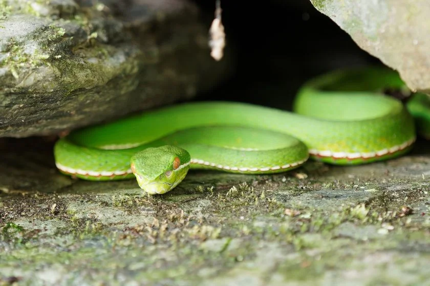 Chinese Green Tree Viper (Trimeresurus stejnegeri)