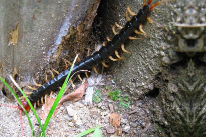 Chinese Red-headed Centipede