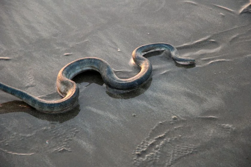 Chinese Sea Snake at the Coast of the Ocean