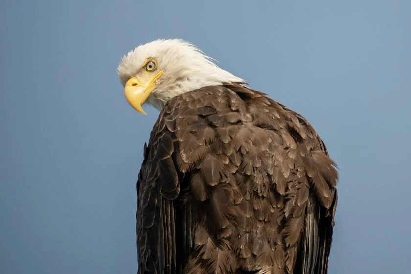 Close Up Bald Eagle Resting