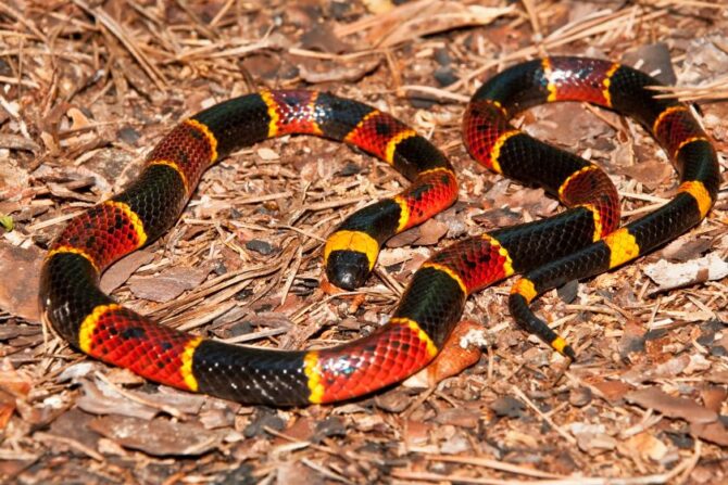 Close Up Eastern Coral Snake (Micrurus fulvius)