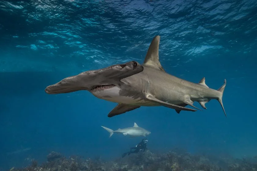 Close Up Hammerhead Shark (Sphyrnidae) Swimming Underwater