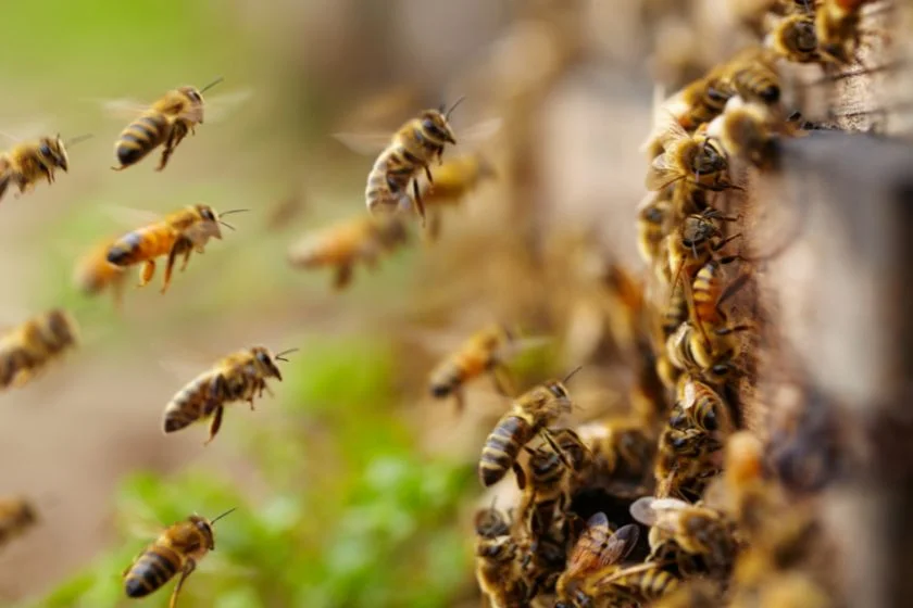 Close Up Honey Bees (Apis mellifera) Flying