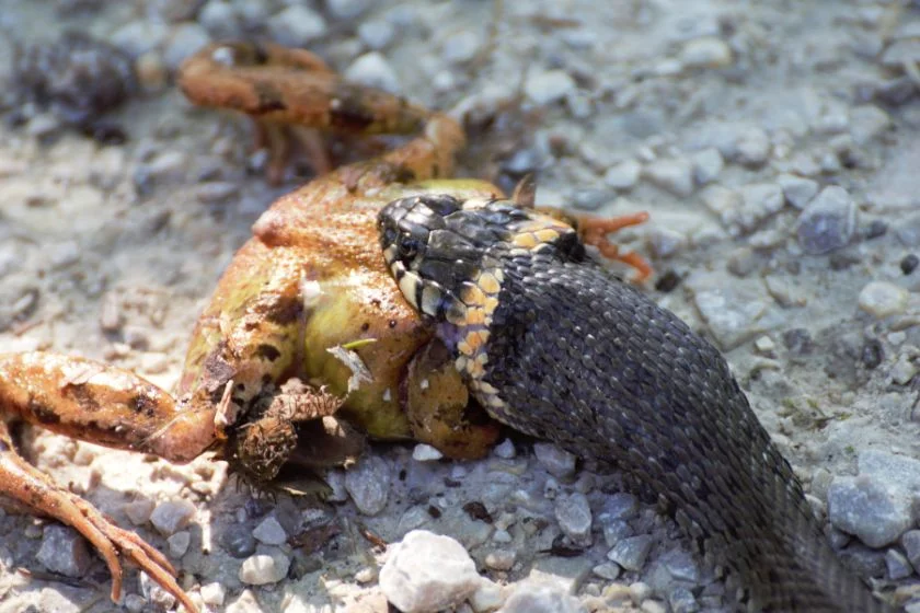 Close Up Hungry Snake Eating a Frog