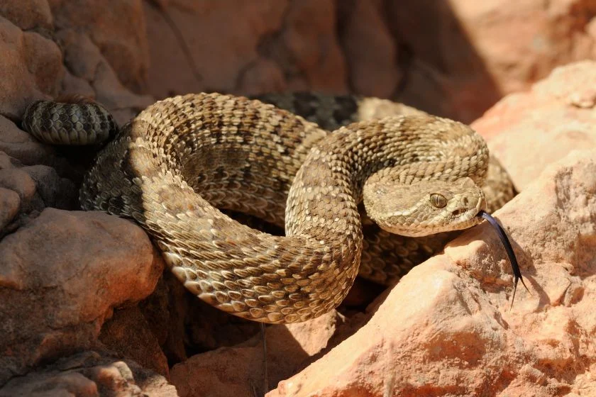Close Up Prairie Rattlesnake on Rock