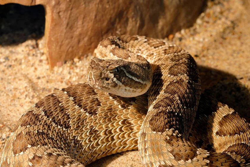 Close Up Rattlesnake