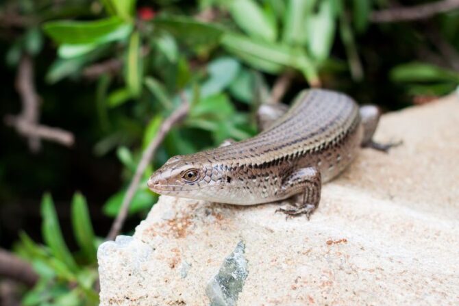 Close Up Skink on Rock