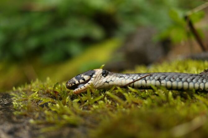 Close Up Snake Out in the Rain