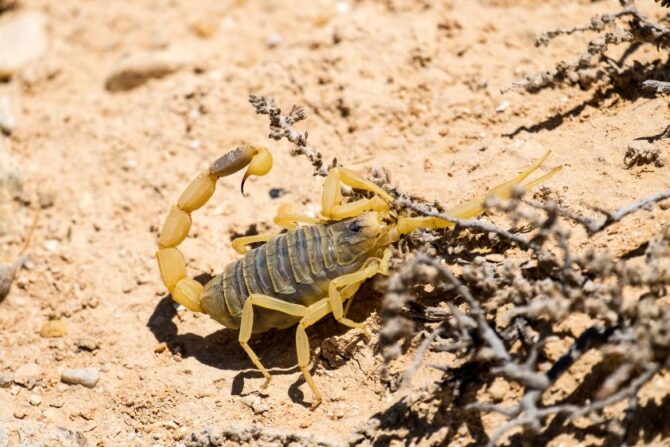 Close Up Venomous Deathstalker Scorpion