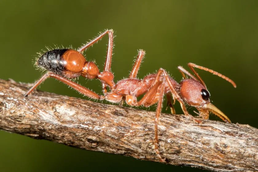 Close Up View of Bull Ant (Myrmecia gulosa)