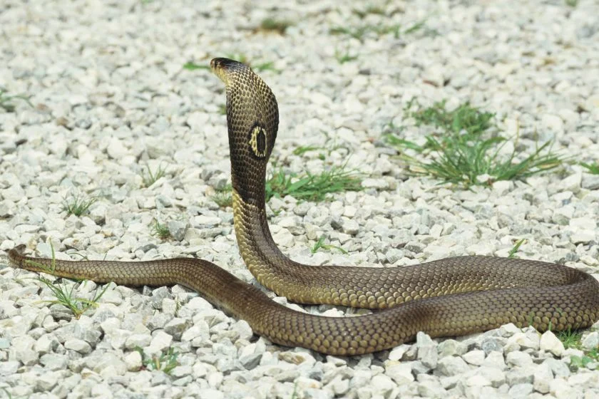 Monocled Cobra Snake (Naja kaouthia) Hooding