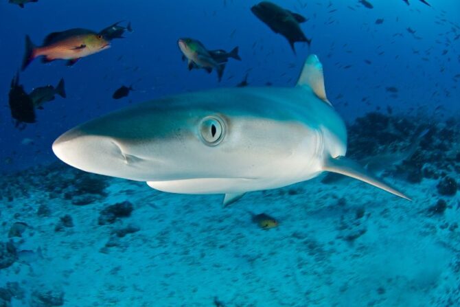 Close Up View of Reef Shark Eyeballs Underwater