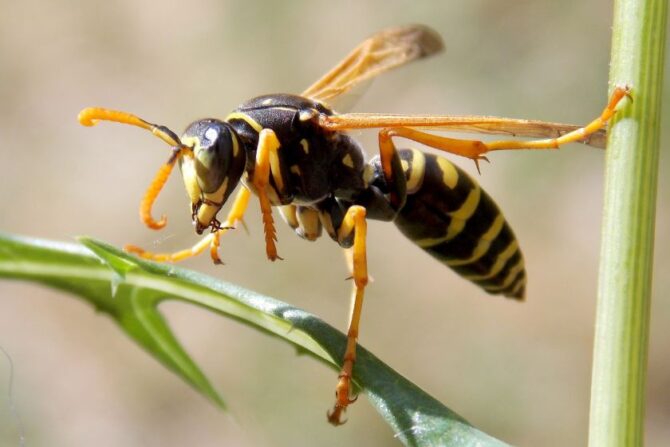 Close Up Yellow Axis Wasp (Vespula vulgaris) on Grass