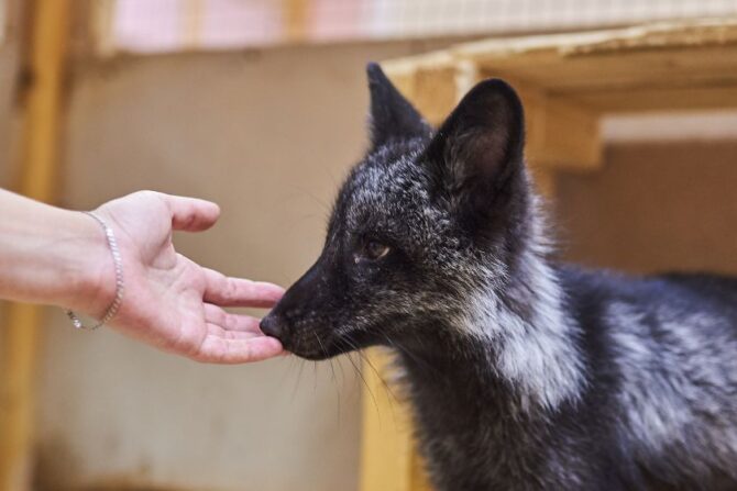 Close Up Person Petting Silver Fox (Vulpes vulpes) Pup