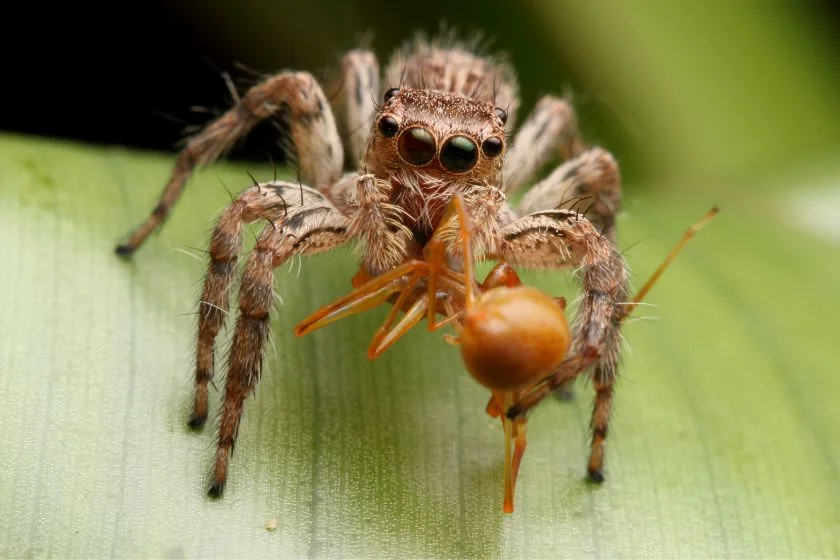 Close up view of spider eating ant
