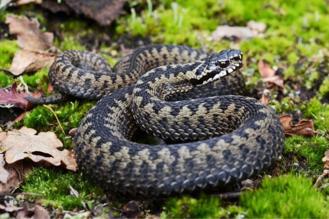 Common European Adder (Vipera berus)