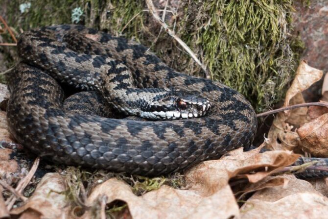 Common European Viper (Vipera berus) or Common Northern Viper