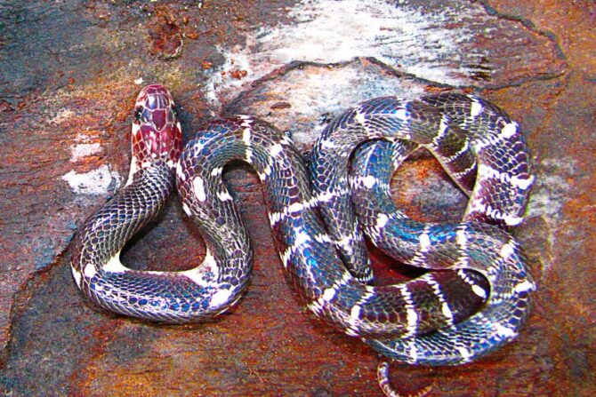 Common Krait (Bungarus caeruleus)