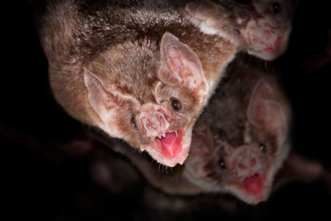 Common Vampire Bat (Desmodontinae)