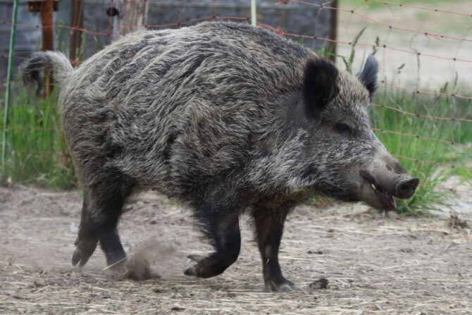 Common Wild Pig (Sus scrofa)