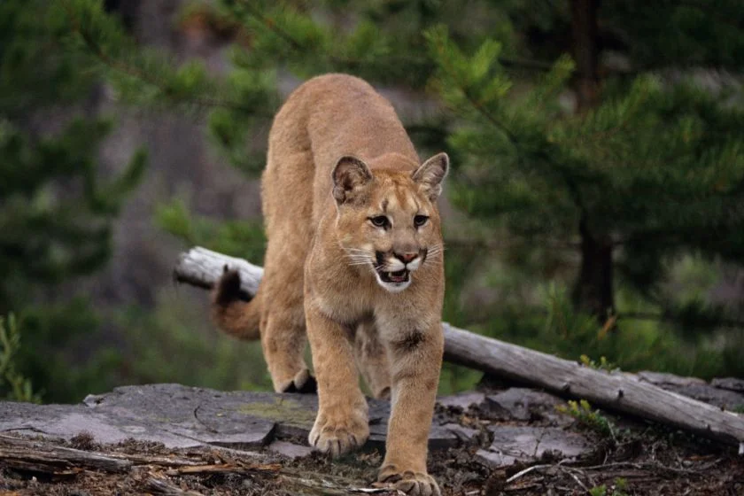 Cougar (Puma concolor)