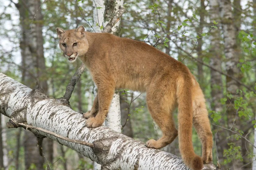 Cougars (Puma concolor)