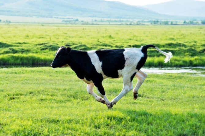 Cow Running Fast in Meadow with Tail Up