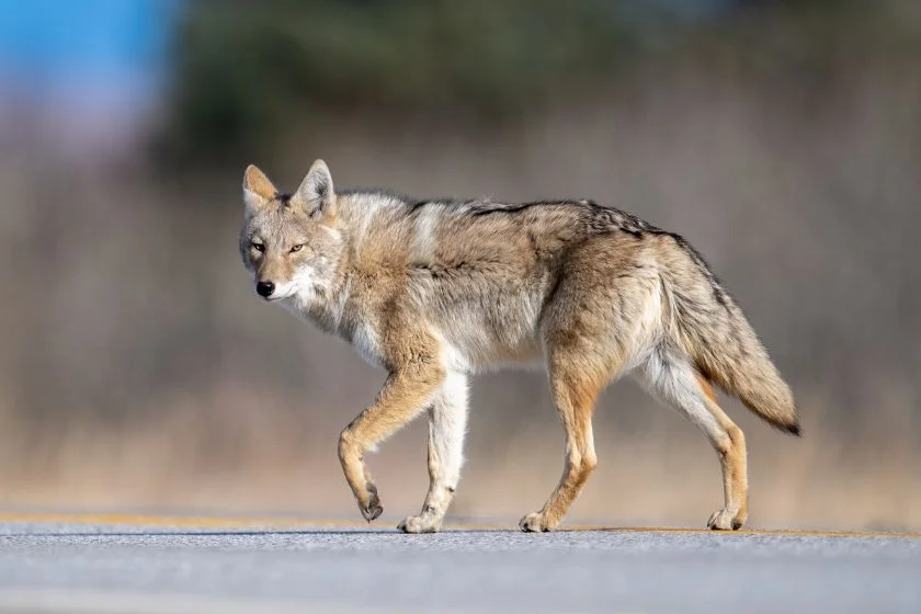 Coyote (Canis latrans) Crossing Road