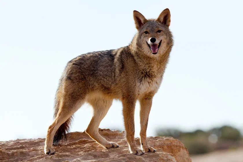 Coyote (Canis latrans) Standing on Rock