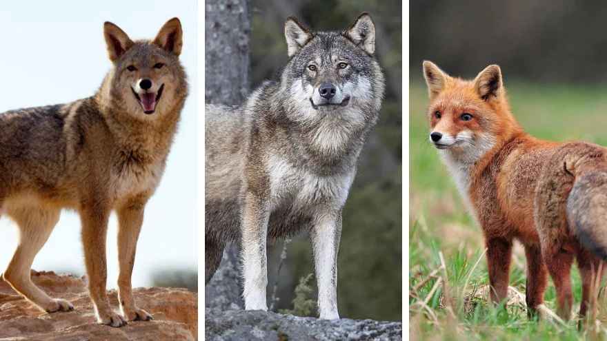 Coyote vs Wolf vs Fox What Are The Differences