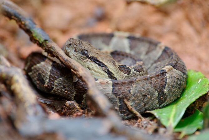 Curled Up Pit Viper Snake (Crotalinae)