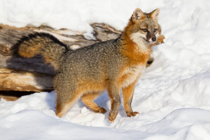 Cute Furry Gray Fox (Urocyon cinereoargenteus) Standing on Snow