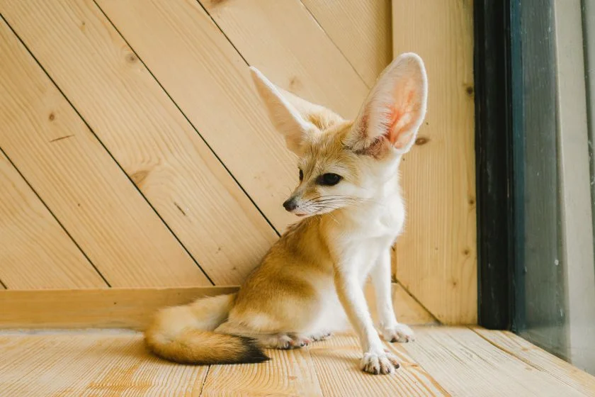 Cute Pet Fennec Fox (Vulpes zerda)
