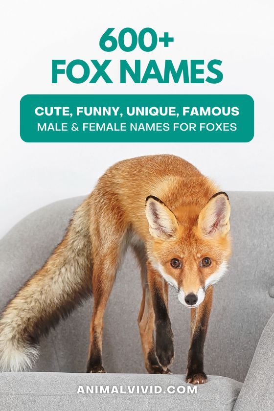 Cute, Unique, Funny & Famous Male & Female Names For Foxes