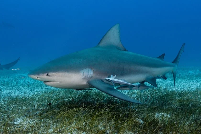 Dangerous Bull Shark Underwater